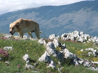 image035 : Cheiron Est Ouest 040609