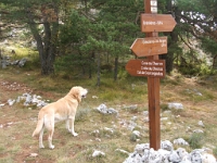 DSCF5466  De là nous partons vres l'est, le long de la cime du Cheiron